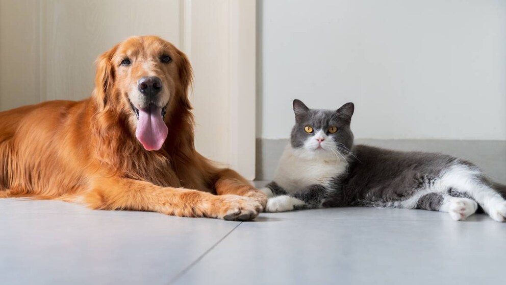 Hund oder Katze intelligent