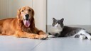 Hund oder Katze intelligent