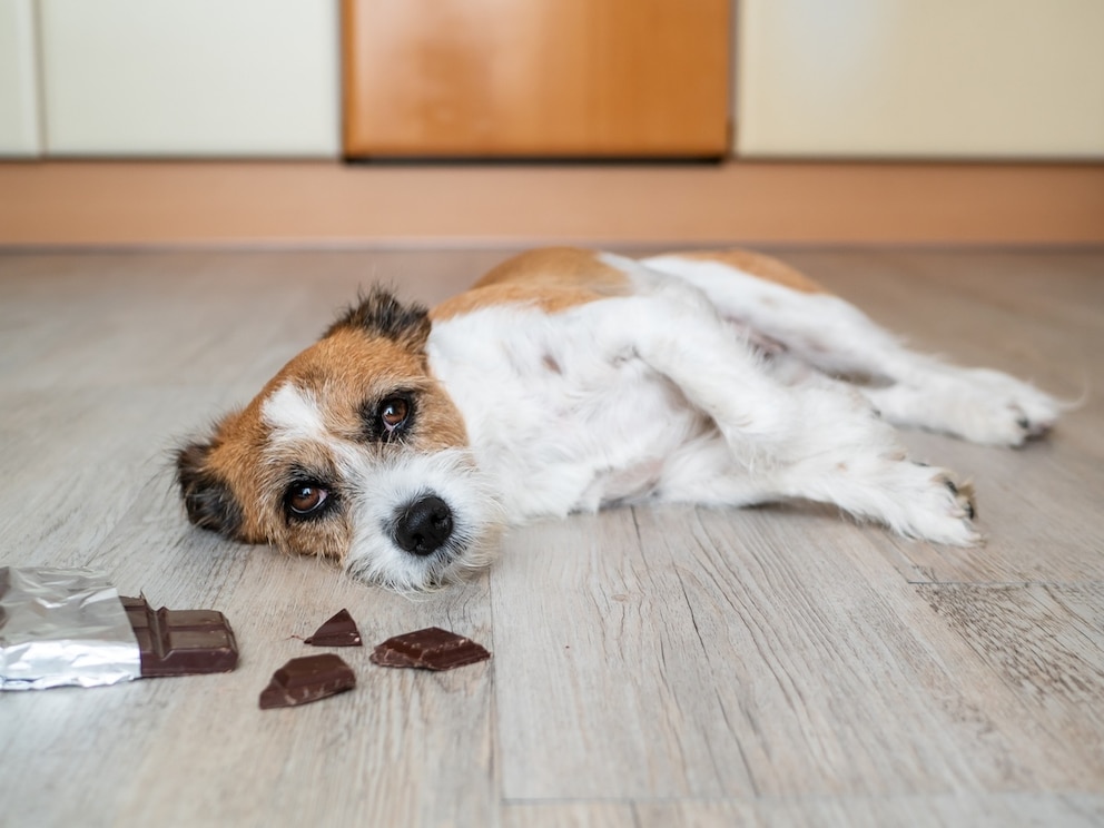 „Schokolade für sterbende Hunde und Katzen? Bitte nicht!“