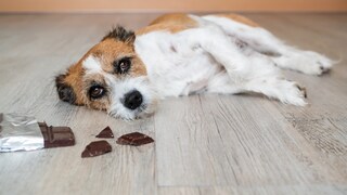 Hund hat Schokolade gefressen