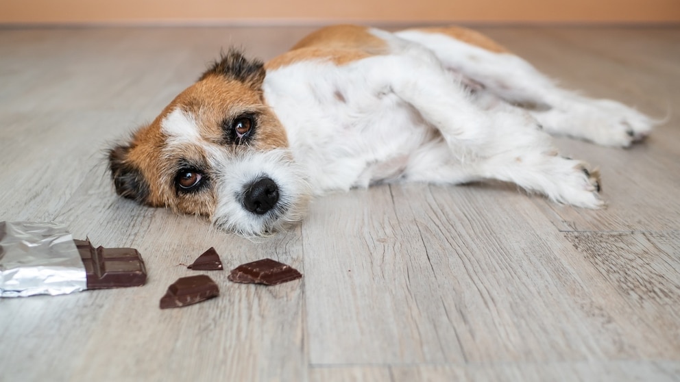 Hund hat Schokolade gefressen
