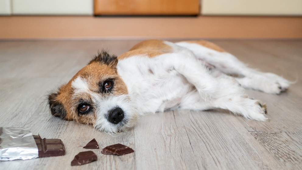 Hund hat Schokolade gefressen