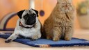 Mops und Perser auf einer Decke