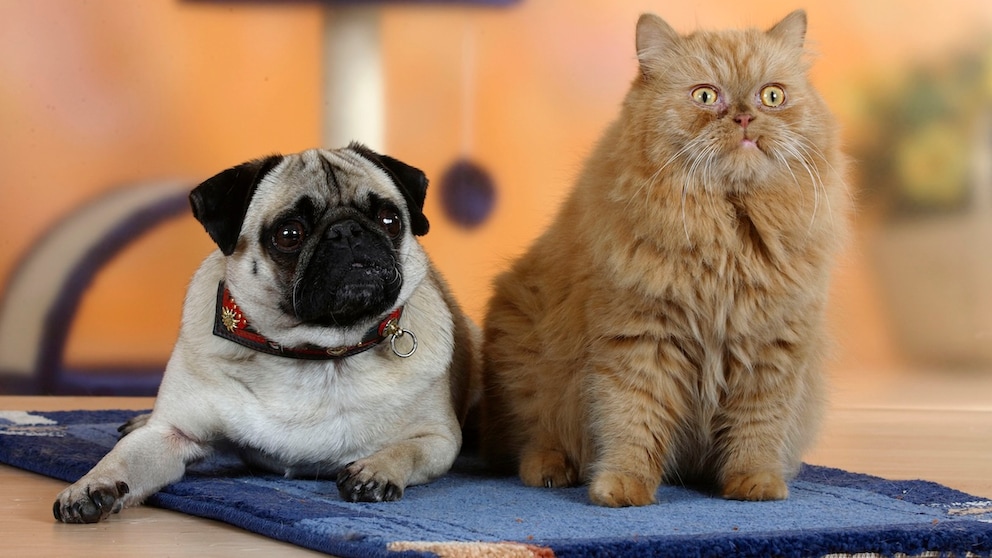 Mops und Perser auf einer Decke