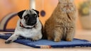 Mops und Perser auf einer Decke