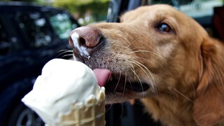 Hund leckt an Waffeleis