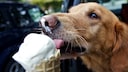 Hund leckt an Waffeleis