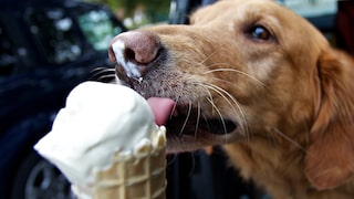Hund leckt an Waffeleis
