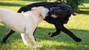 Heller und dunkler Labrador beim Rennen