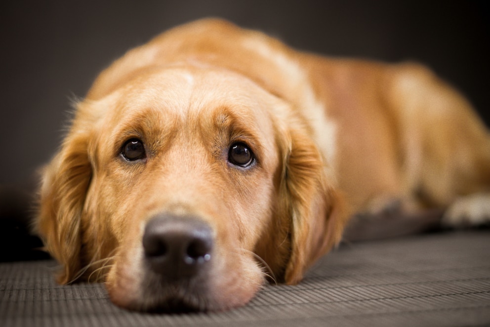Trauern Hunde beim Tod von Artgenossen?