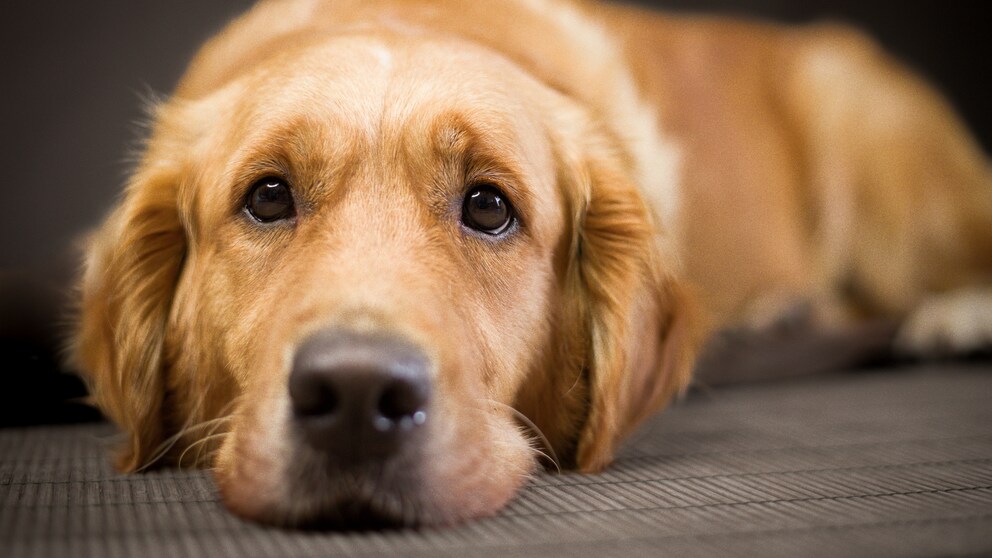 Hund liegt auf Boden und schaut traurig in die Kamera