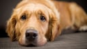 Hund liegt auf Boden und schaut traurig in die Kamera