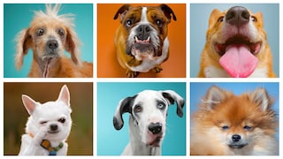 Collage aus Chinesischem Schopfhund, Bulldogge, Corgi, Chihuahua, Dogge und Zwergspitz