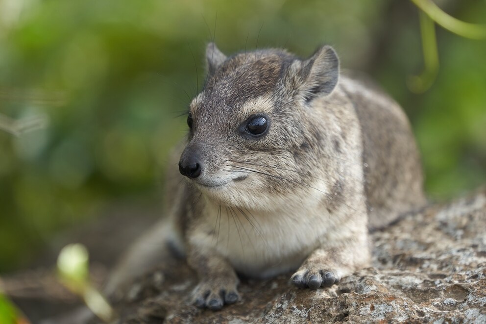 Hyrax-Meme – warum dieses Tier mit seinem Schrei das Internet erobert