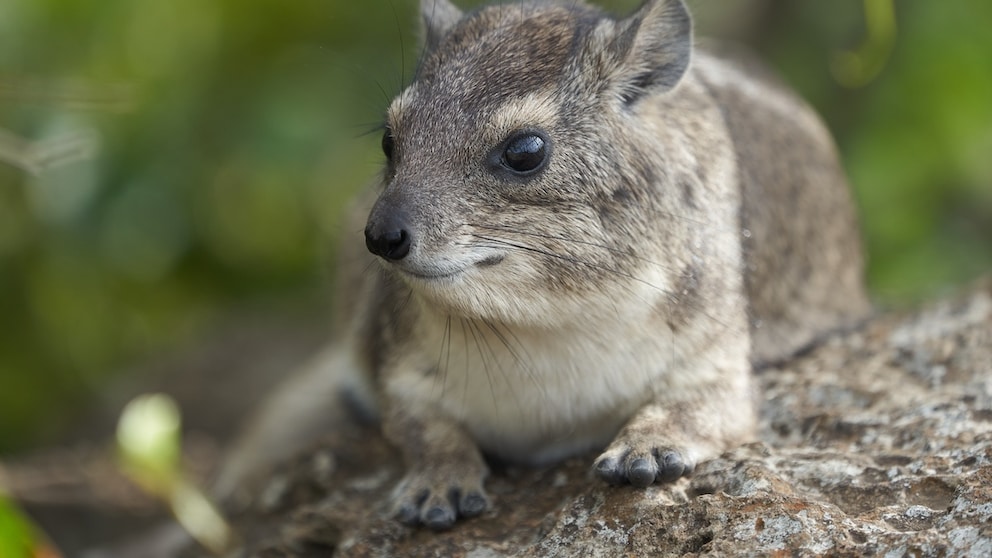 Ein Hyrax auf einem Stein