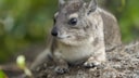 Ein Hyrax auf einem Stein