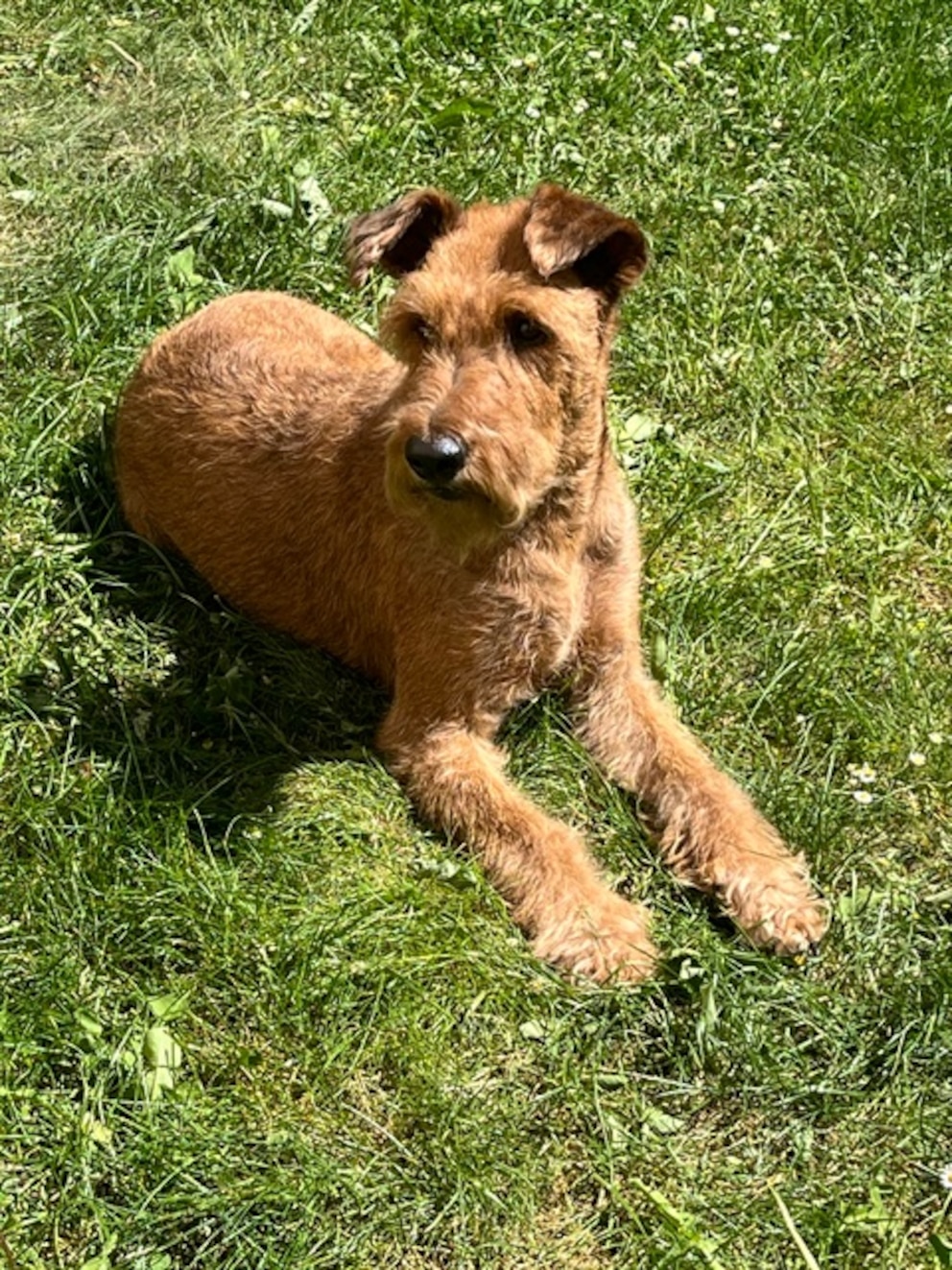 Klosterhund Philo liegt auf einer Wiese