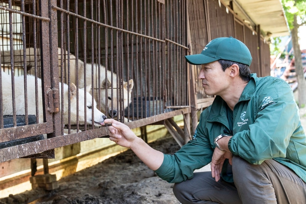 Schauspieler Daniel Henney rettet 67 Hunde aus der südkoreanischen Fleischindustrie