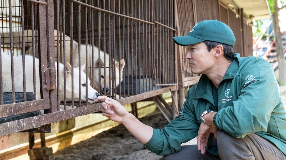 Daniel Henney ist nicht nur ein talentierter Schauspieler, sondern setzt sich auch für den Tierschutz in Südkorea ein
