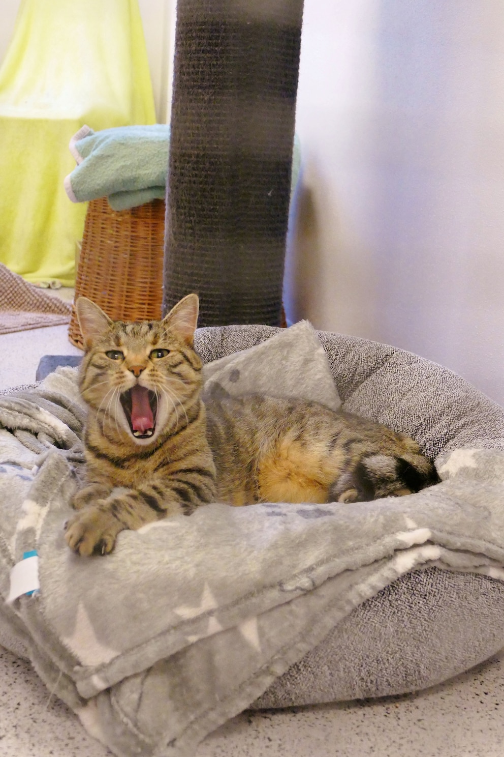 Kater Baltazar führt leider das Ranking der Katzen an, die am längsten in deutschen Tierheimen sitzt.