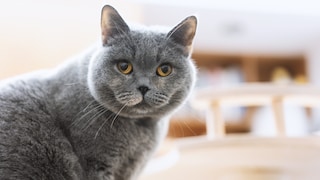 Kater Muffin