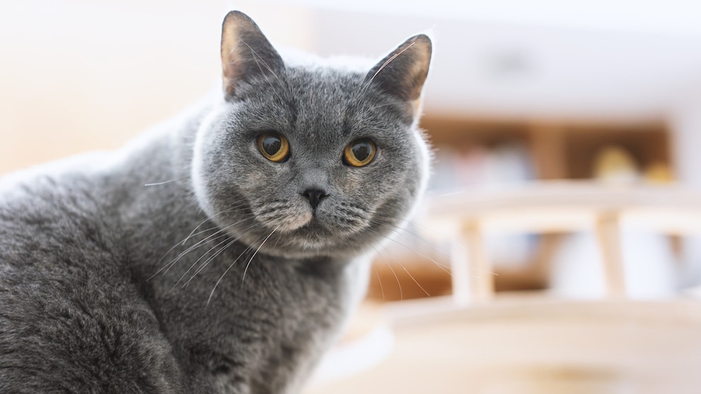 Kater Muffin