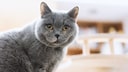 Kater Muffin