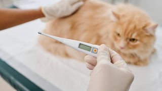 Fieber bei der Katze