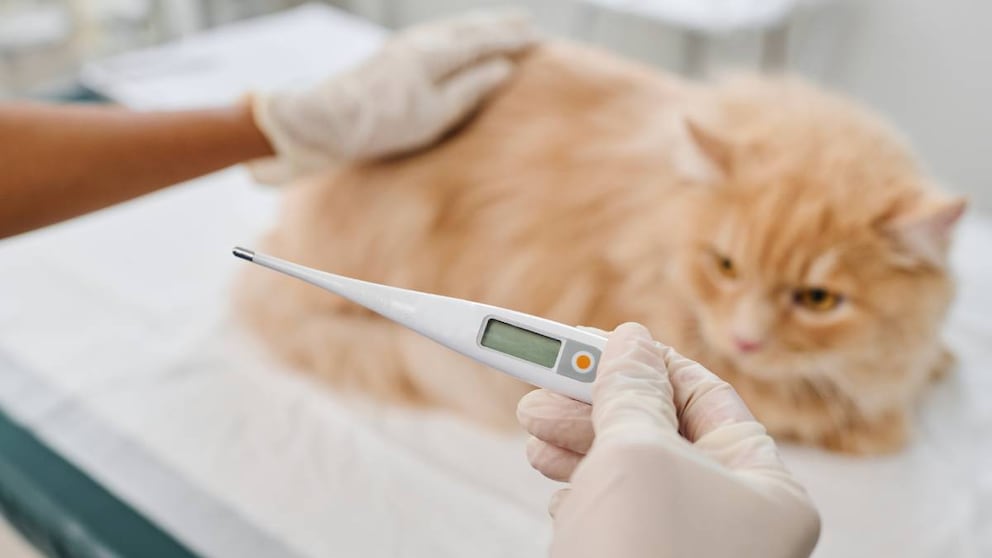 Fieber bei der Katze