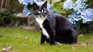 Vikele Katzen lieben es, durch den Garten zu streifen. Doch auch hier lauern einige Gefahren, die Halter kennen sollten.