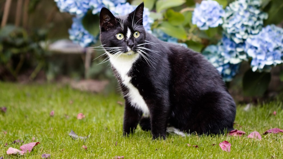 Vikele Katzen lieben es, durch den Garten zu streifen. Doch auch hier lauern einige Gefahren, die Halter kennen sollten.