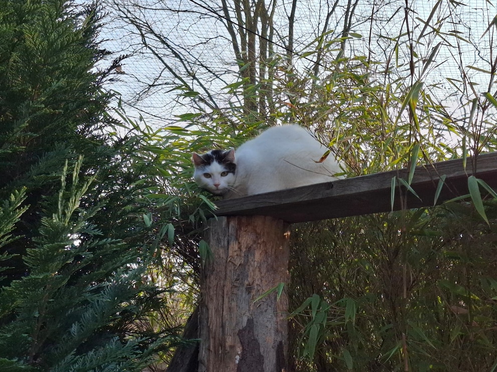 Katze Mausi wünscht sich sehnlichst ein eigenes Zuhause. Wird sie es schon bald finden?