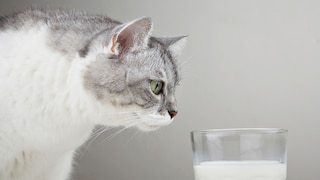 Katze riecht an einem Glas Milch