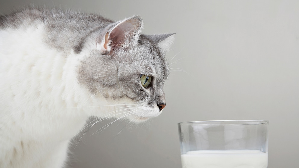 Katze riecht an einem Glas Milch