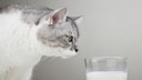 Katze riecht an einem Glas Milch
