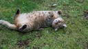 Katze rollt sich auf dem Rasen