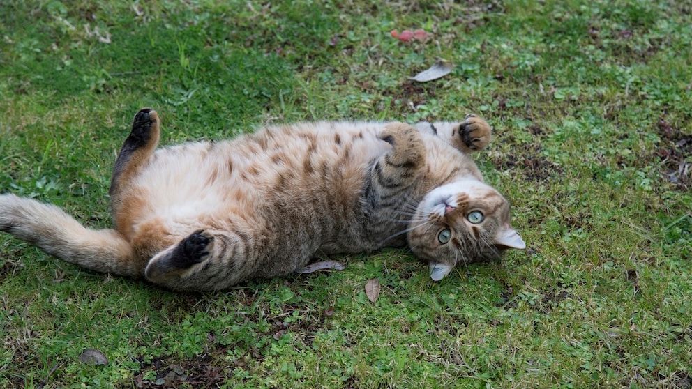 Katze rollt sich auf dem Rasen
