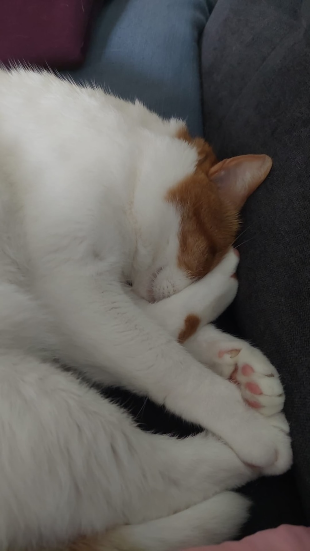 Kater Remo schläft mit dem Hinterfuß im Gesicht