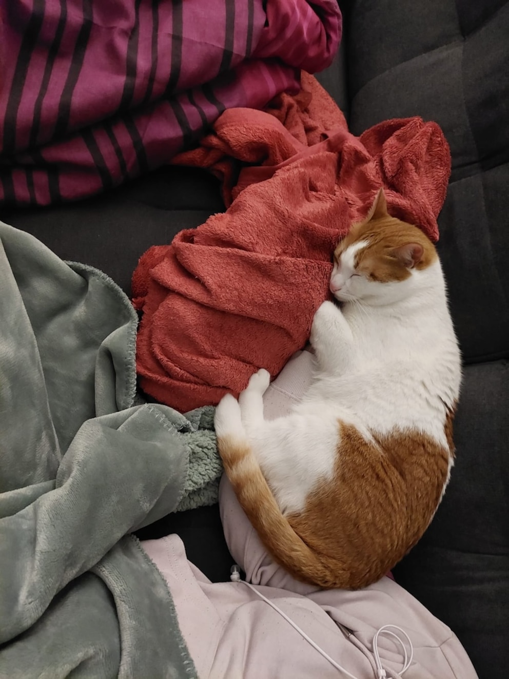 Kater Remo schläft auf dem Arm seiner Halterin
