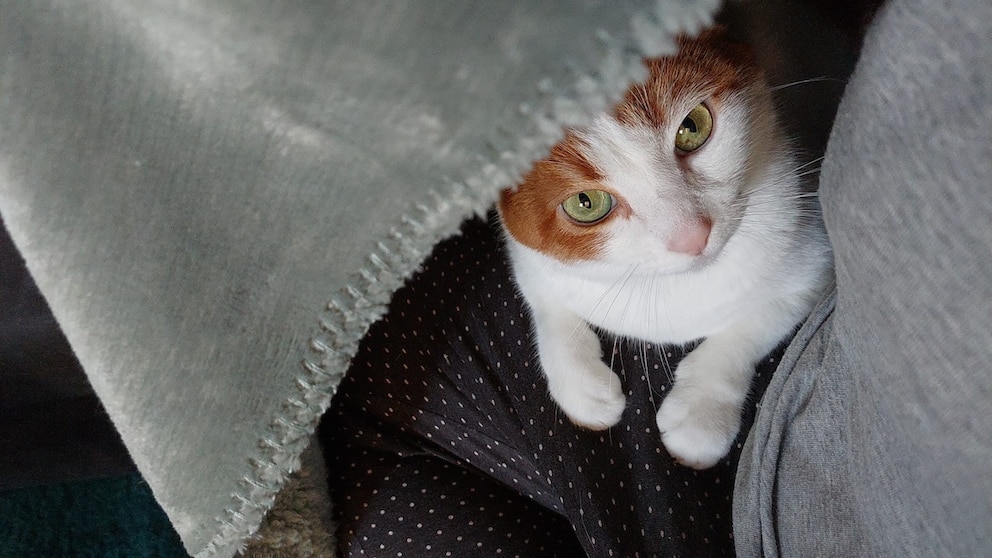 Kater Remo schaut unter der Kuscheldecke hervor