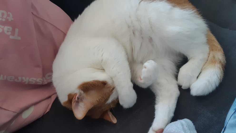 Remo schläft mit einer Pfote über dem Gesicht
