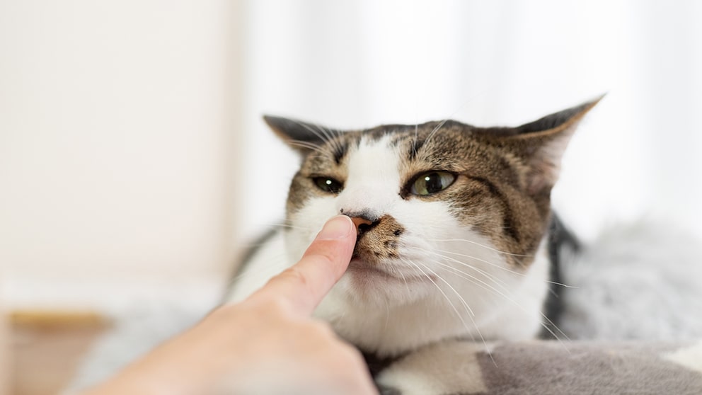 Katze schnüffelt mit dem rechten Nasenloch an einer Hand