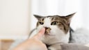 Katze schnüffelt mit dem rechten Nasenloch an einer Hand