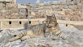 Eine falbfarbene Katze vor historischen Ruinen
