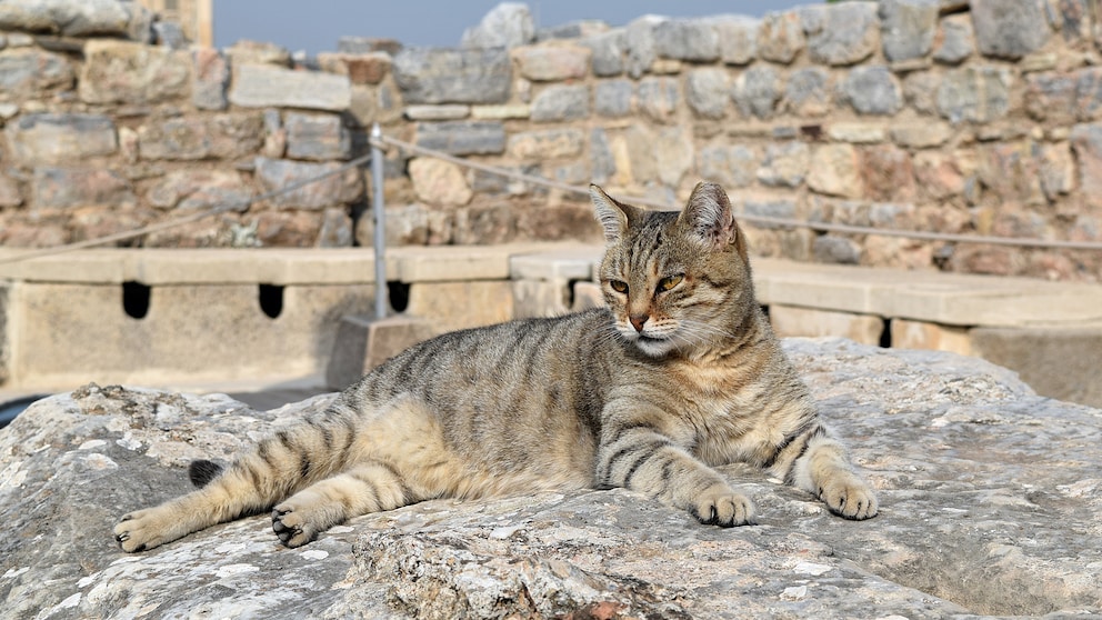Eine falbfarbene Katze vor historischen Ruinen