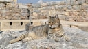 Eine falbfarbene Katze vor historischen Ruinen
