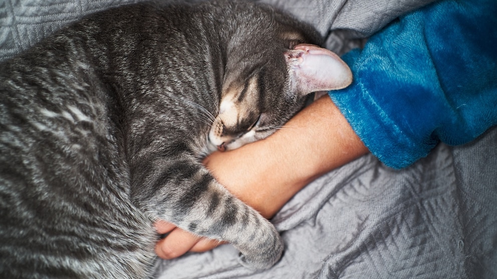 Grau getigerte Katze kuschelt mit Hand