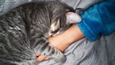 Grau getigerte Katze kuschelt mit Hand