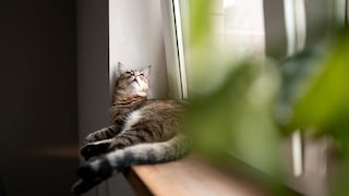 Katze sitzt auf Fensterbank vor gekippten Fenster und schaut hinaus