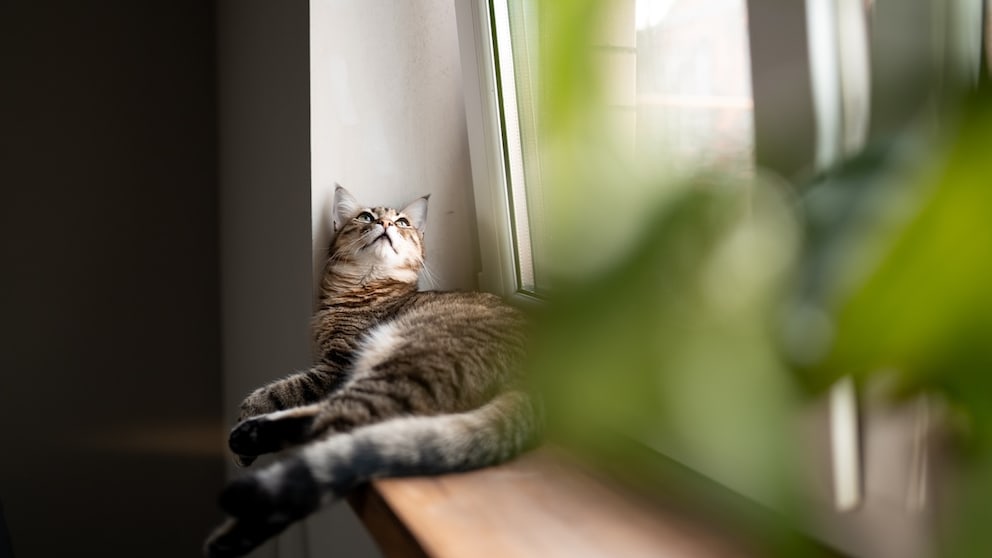 Katze sitzt auf Fensterbank vor gekippten Fenster und schaut hinaus